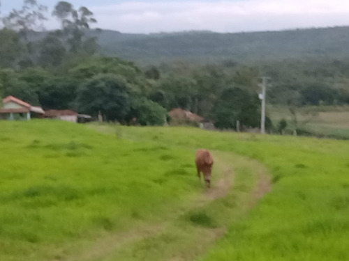 Imagem 12 de 30 de 14 Alqueires Região Angatuba Sp Com Casa Simples Bão Água Luz, Ótima Localização, 10 Km Angatuba Por Estrada Cascalhada Oportunidade... - St00037 - 68969916