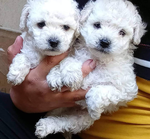 French Poodle Mini Lindos 