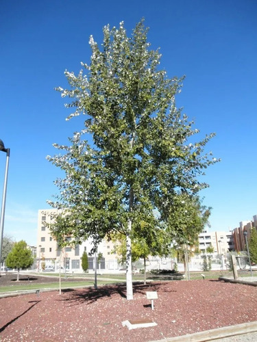 Álamo, Populus Alba, Alamo Blanco 3mts