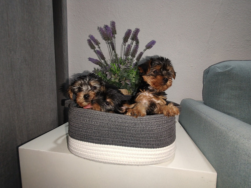 Ejemplar Yorkie Terrie