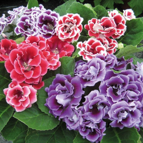 100 Semillas De Flores Gloxinia Brocade Double Mix