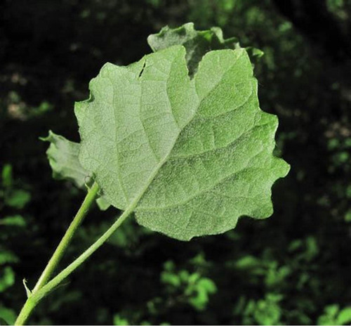 Malva Branca - Alteia 100 Gr, Erva Seca Para Chá