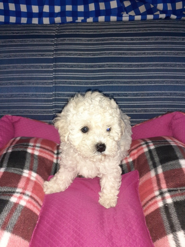 Imagen 7 de 8 de Caniche Micro,mini Y Toy