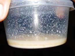 Microgusanos De Avena