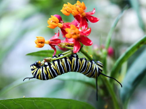 Alimento Para Mariposas - Asclepia Curassavica