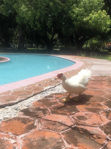 Imagen 11 de 14 de Venta De Terrenos En Ticuman Morelos