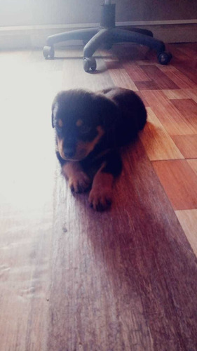 Rottweiler Cachorros Reserva