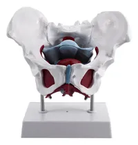 Comprar Modelo De Pelvis Y Órganos Reproductores Femeninos Vejiga Fe