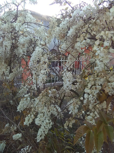 Wisteria Sinensis Alba