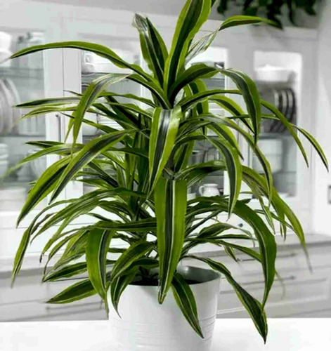 Bambuzinho Da Sorte Variegata P17
