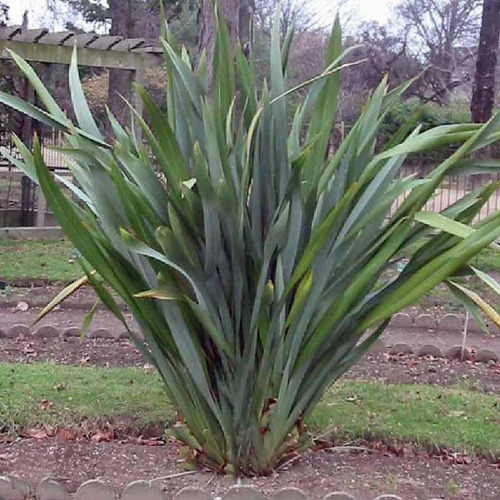 Phormium Tenax Verde - Vivero Habilitado - Cañuelas