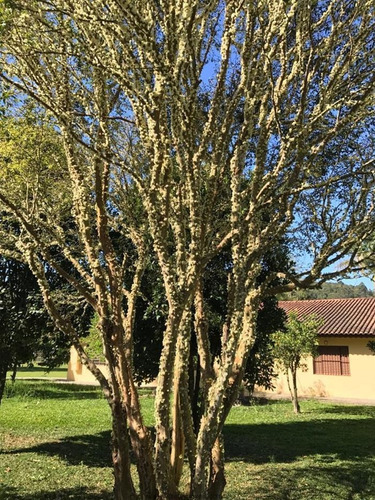 Imagem 9 de 29 de Chácaras À Venda Em Jundiaí/sp - Compre O Seu Chácaras Aqui! - 1213265