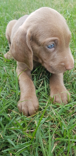 Vendo Weimaraner. 2 Meses De Nascido. Muito Lindo E Saudavel