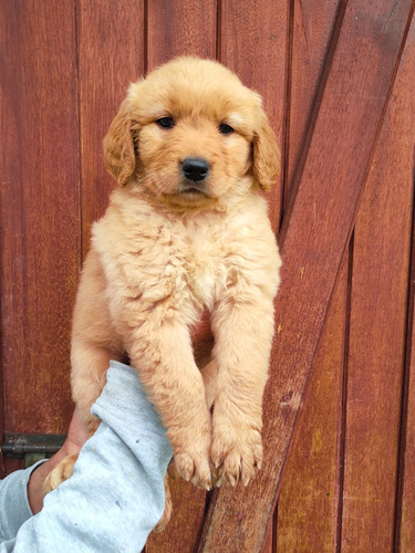 Golden Retriever Valor 200