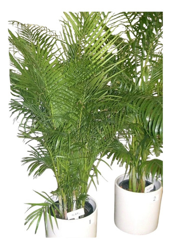 Palmeira Areca Planta Natural Cheia Grande