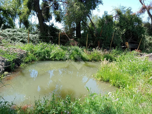 Agrícola En Venta En Linares