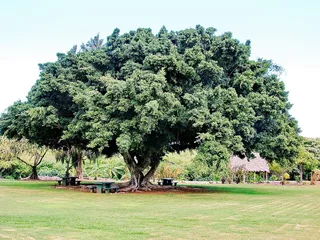 25 Semillas De Ficus Microcarpa - Laurel De Las Indias