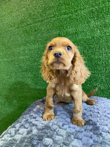 Cachorros Cocker Spaniel 