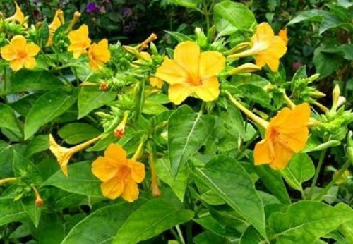 Mirabilis Jalapa Amarilla 6 Semillas Planta De Sol Sdqro2