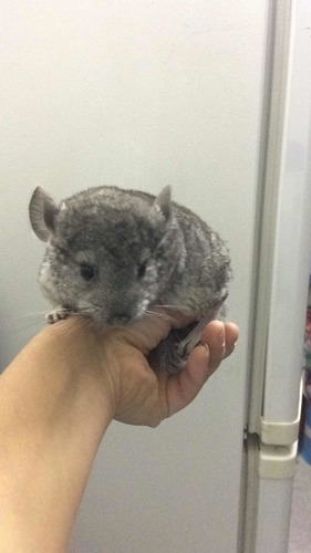 Chinchillas La Mascota Ideal Machos Gris