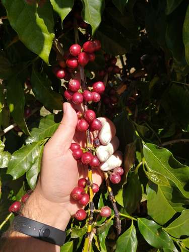 Imagem 3 de 4 de Café 7 Sinais - Arábica Pct. 500g Moído Ou Em Grãos. 5unid