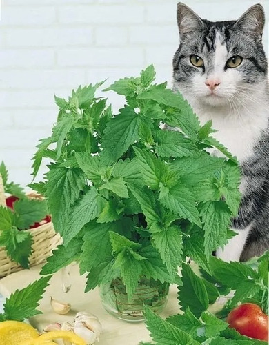 Semillas Catnip O Menta De Gato Las Encinas