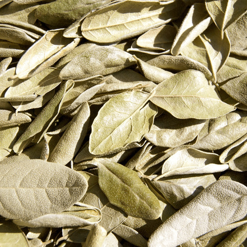 Boldo Do Chile (peumus Boldus) 100 Gr Erva Seca Para Chá