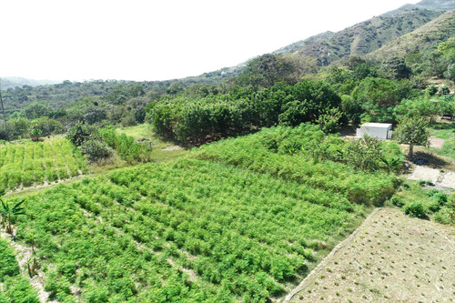 Imagen 18 de 30 de Finca Agrícola Santa Fe De Antioquia, Vereda El Tunal - Se Vende