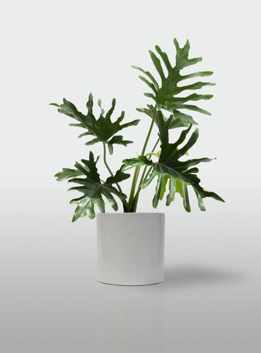 Planta Philodendron Misionero/wambe+ Maceta Premium Grande