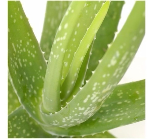 Aloe Vera Barbadensis Miller - El Verdadero - A Raíz Desnuda