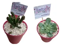 Comprar Suculentas Souvenirs  Macetita N° 6 X 20