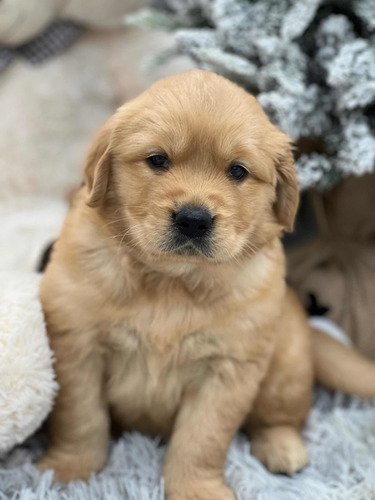 Cachorros Golden Retriever Con Microchip.