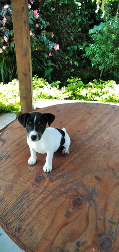 Cachorra Jack Russell Bogotá, Med Animal Pets Colombia 