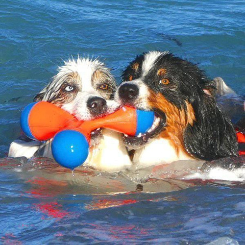 Imagem 5 de 7 de Brinquedo De Cachorro Arremessar Frisbee Tri Bumper Chuckit