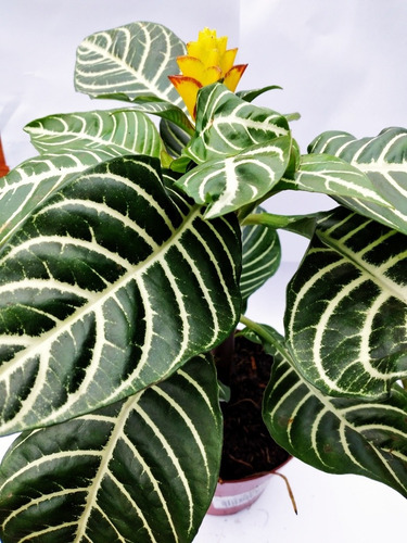 Planta Aphelandra Afelandra Floral Interior
