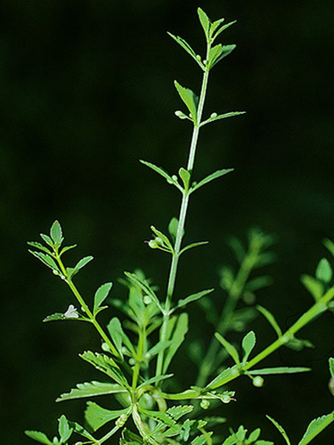 Sementes De Vassourinha Doce Tapixaba Scoparia Dulcis L