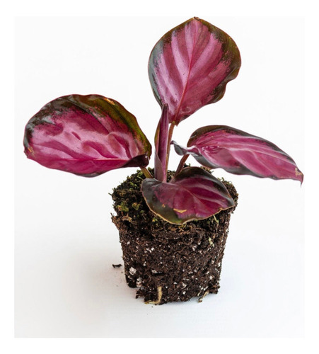 Planta Calathea Roseopicta Rosy