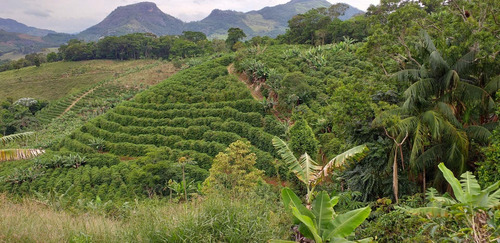 Imagem 5 de 15 de Fazenda, Para Venda Em Carangola/mg - Var1212ale