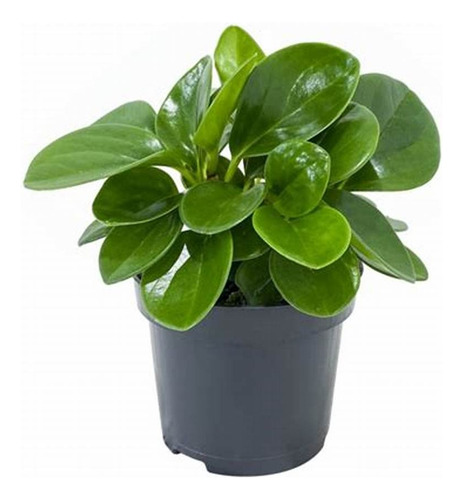 Planta Peperomia