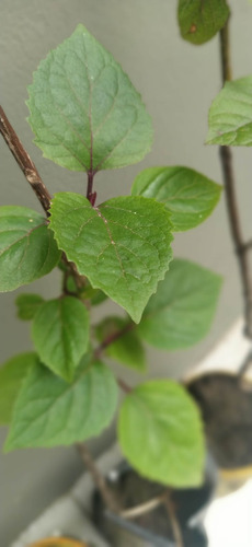 Flor De Gloria / Clerodendro Chino (villa Urquiza Sin Cargo)