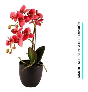 Planta Orquidea Negra | MercadoLibre 📦