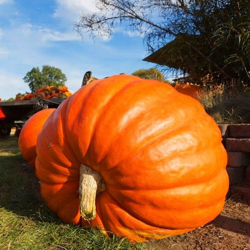 2 Semillas Calabaza Gigante 300 A 500 Kgs