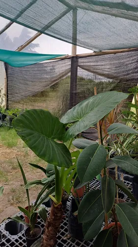 Oreja De Elefante Alocasia En Maceta