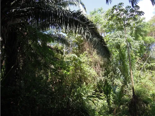 Venta Lotes Con O Sin Casa, Agua, Luz, Klm 15 Via Minca