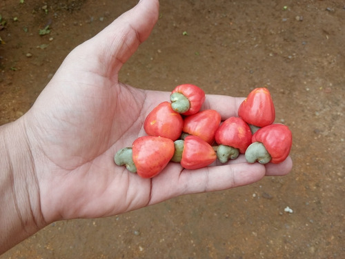 Cajuí Vermelho Do Cerrado ( Anacardium Humile) - 10 Sementes | Parcelamento  sem juros