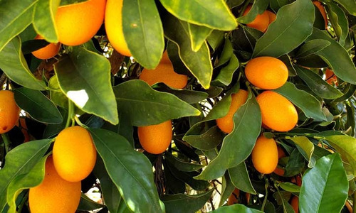 Naranjita China Kumquat  Arbol Frutal 60 Cm Alto- 3 Unidades