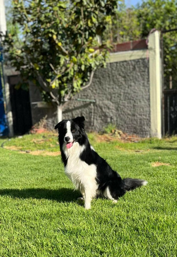 Semental Border Collie