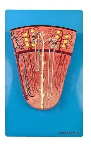 Rim Secção De Néfron