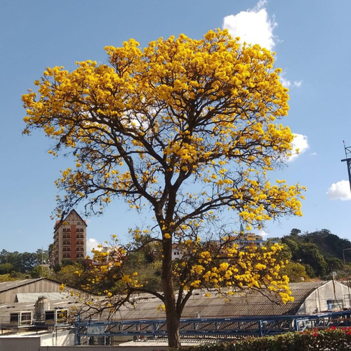 600 Sementes De Ipê Amarelo Cascudo, Do Cerrado, Ou Do Campo