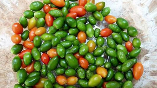 Chile Chiltepín O Chile Chiltepe En Conserva Medio Litro